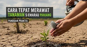 Cara Tepat Merawat Tanaman Saat Kemarau Panjang
